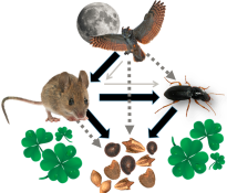 seed-food-web.png
